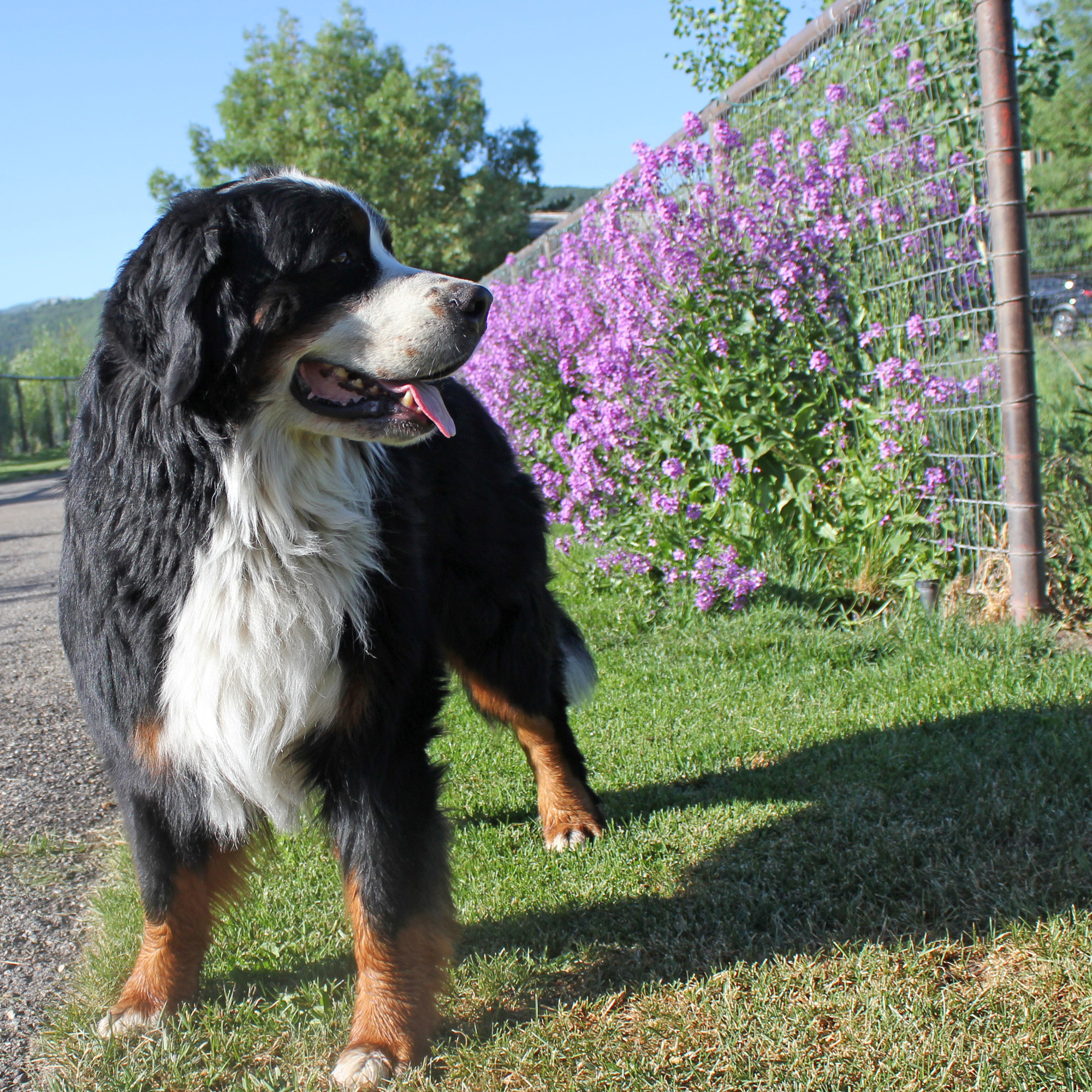 Powder Keg Farm Bernese Photos